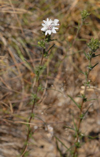 2009-06-29_6  Rosin Weed Rotated TN.jpg - 32140 Bytes